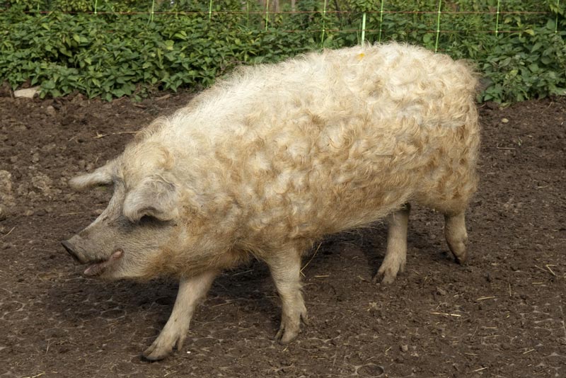 หมูรุมกินร่างเจ้าของ