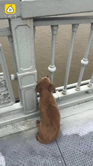 สุนัขนั่งรอเจ้าของ