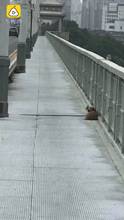 สุนัขนั่งรอเจ้าของ