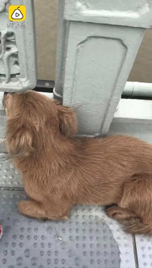 สุนัขนั่งรอเจ้าของ