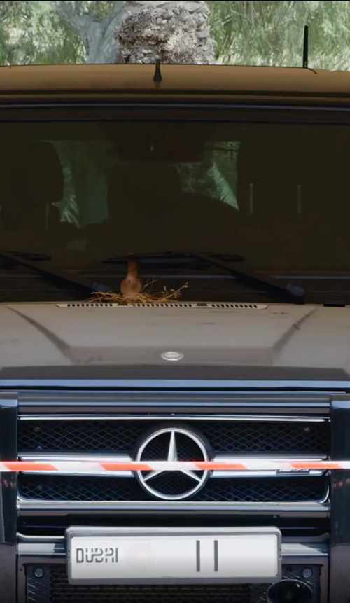 เจ้าชายดูไบ ทรงอัปเดตคลิปนกน้อยทำรัง