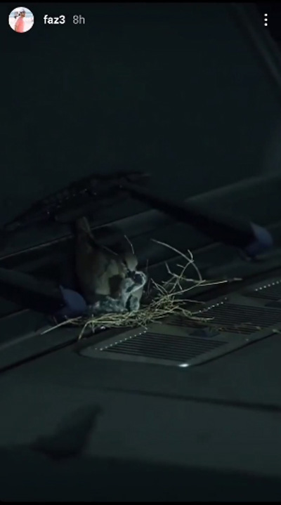 เจ้าชายดูไบ ทรงอัปเดตคลิปนกน้อยทำรัง