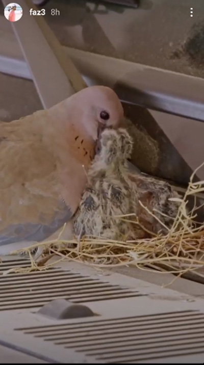 เจ้าชายดูไบ ทรงอัปเดตคลิปนกน้อยทำรัง