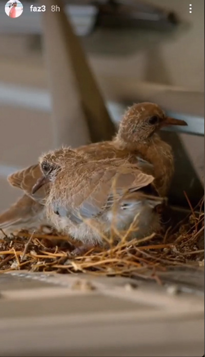 เจ้าชายดูไบ ทรงอัปเดตคลิปนกน้อยทำรัง