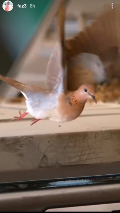 เจ้าชายดูไบ ทรงอัปเดตคลิปนกน้อยทำรัง