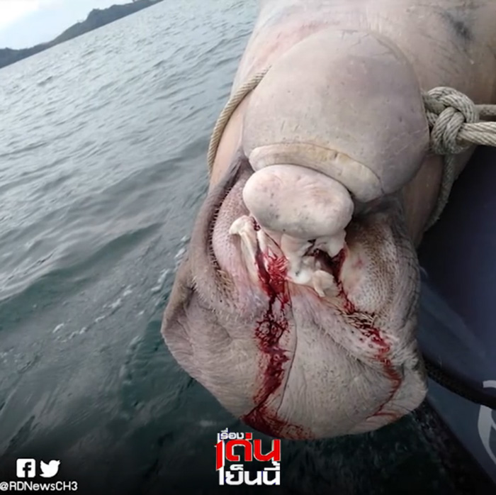 พะยูนตาย