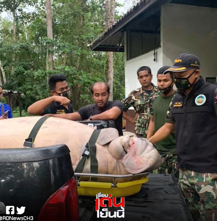 พะยูนตาย