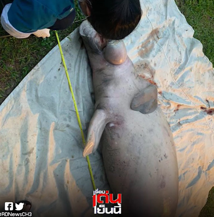 พะยูนตาย