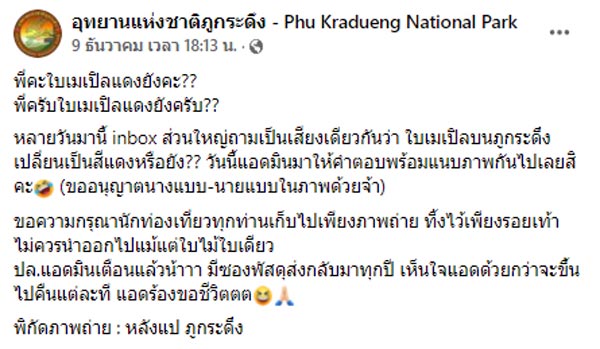 ใบเมเปิล ภูกระดึง