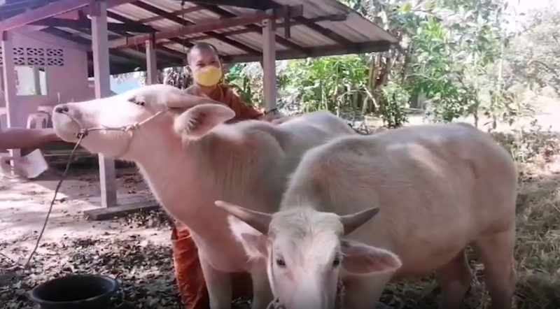 เจ้าอาวาสขายควายเผือก