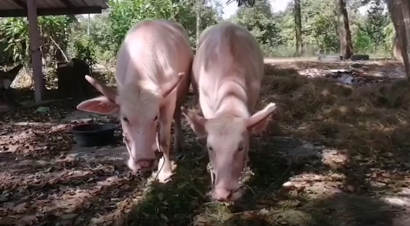 เจ้าอาวาสขายควายเผือก