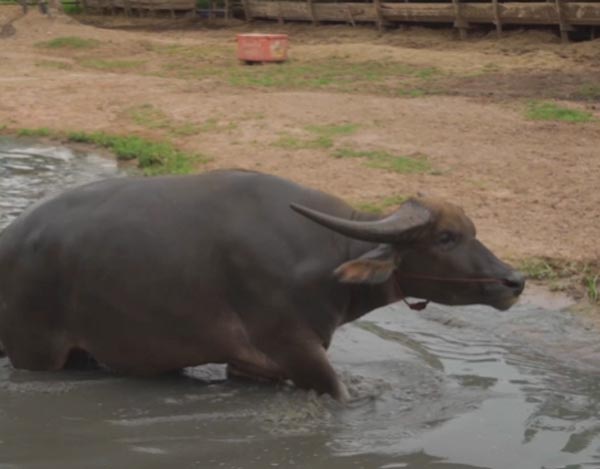 ควายงาม