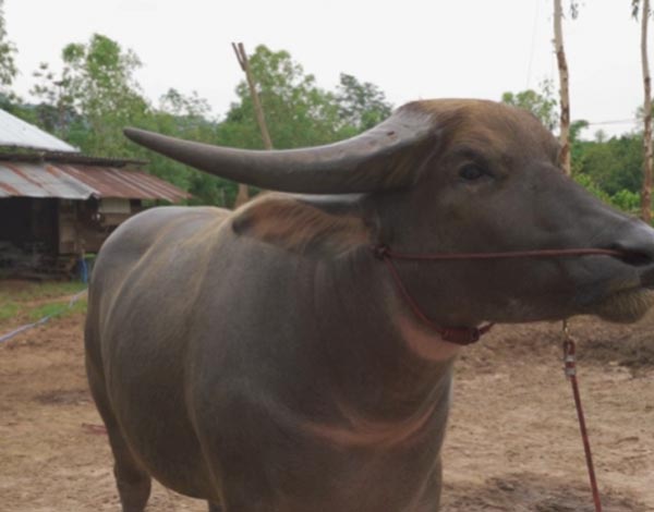 ควายงาม