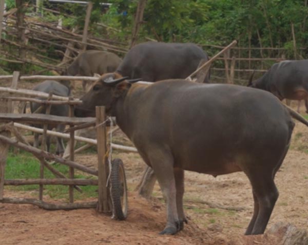 ควายงาม