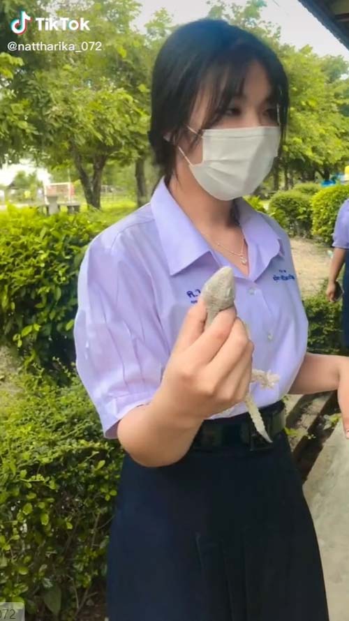 นักเรียนหญิงจับตุ๊กแก