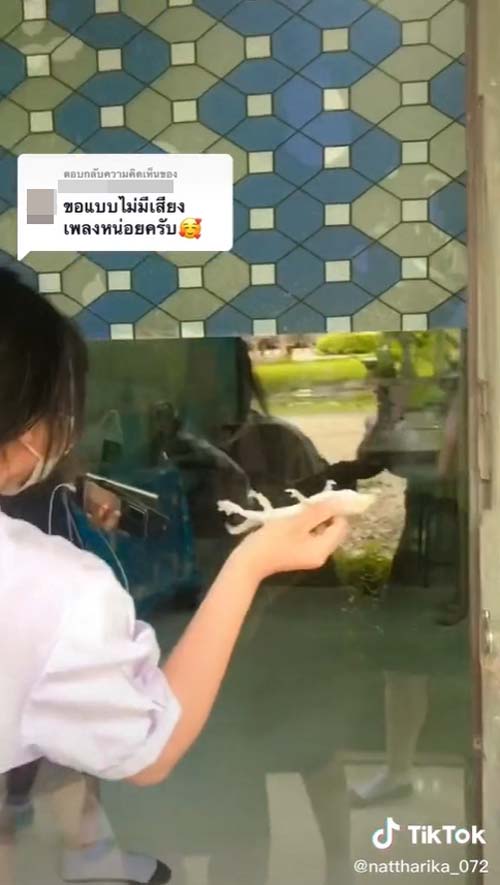 นักเรียนหญิงจับตุ๊กแก