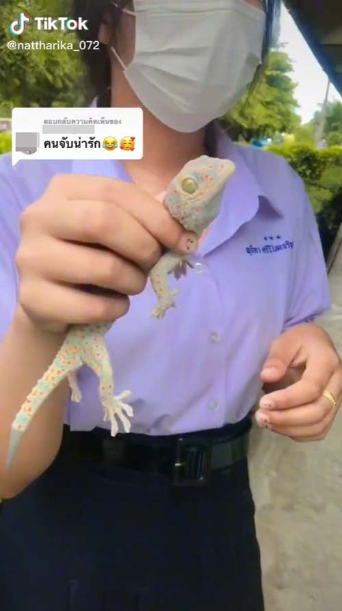 นักเรียนหญิงจับตุ๊กแก