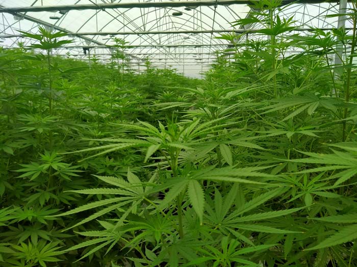 ต่อยแย่งต้นกัญชา