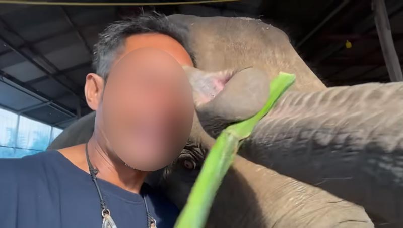 ช้างสุพรรษา