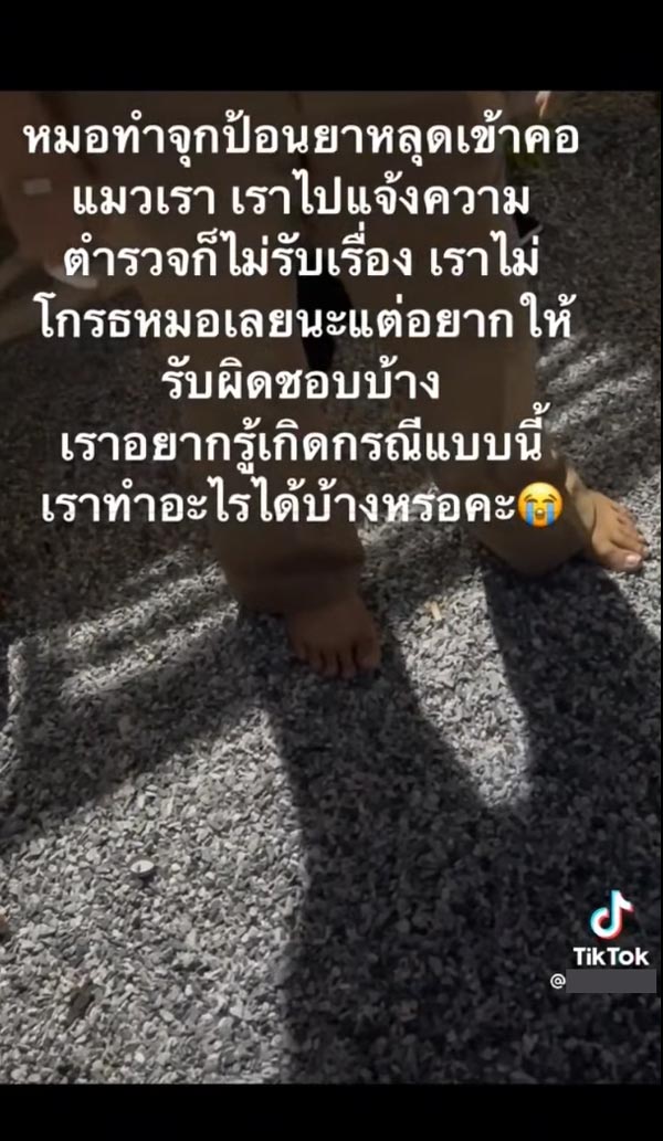 ดราม่าสัตวแพทย์ทำแมวตาย