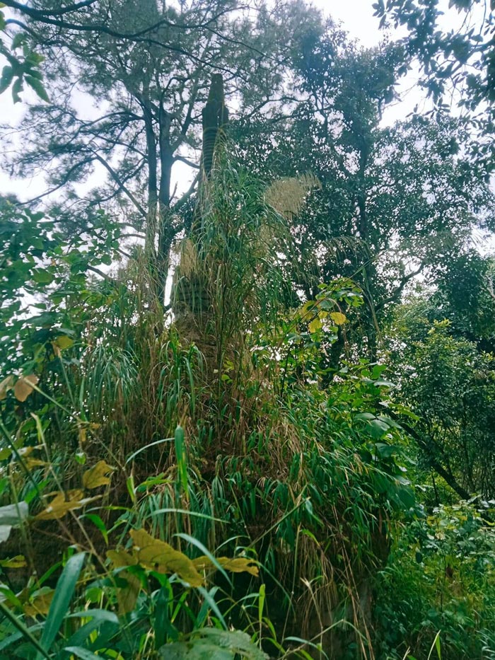 เจดีย์ขุนตาล