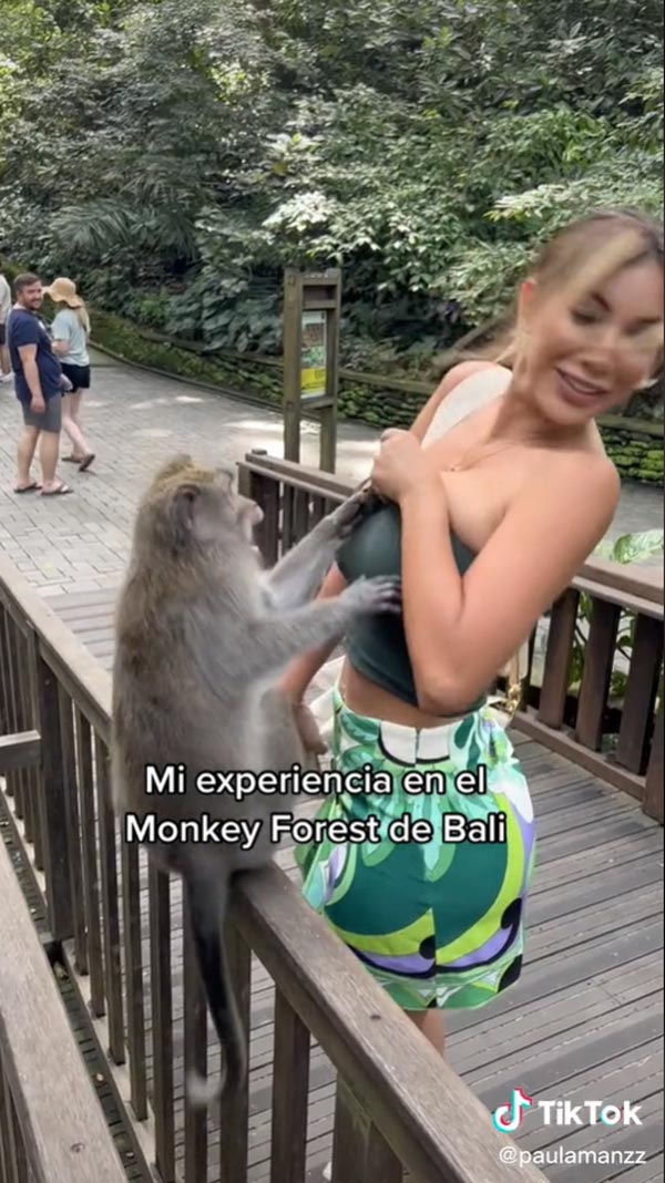 ลิงกระชากเสื้อเกาะอก