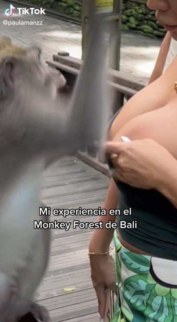 ลิงกระชากเสื้อเกาะอก