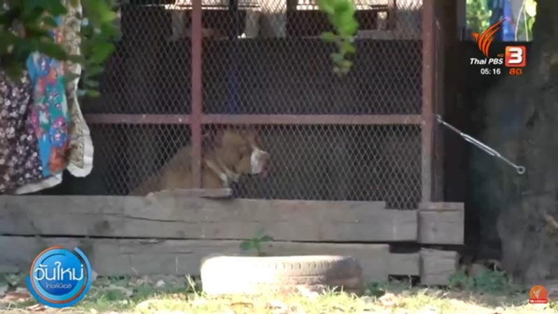 พิตบูลกัดคน