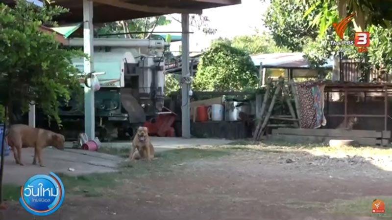 พิตบูลกัดคน