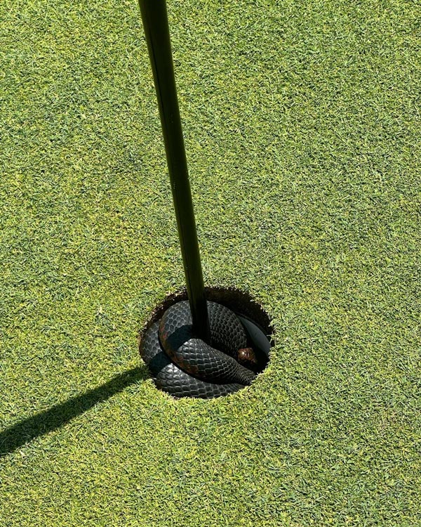 งูในกลุมกอล์ฟ