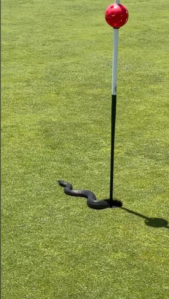 งูในกลุมกอล์ฟ