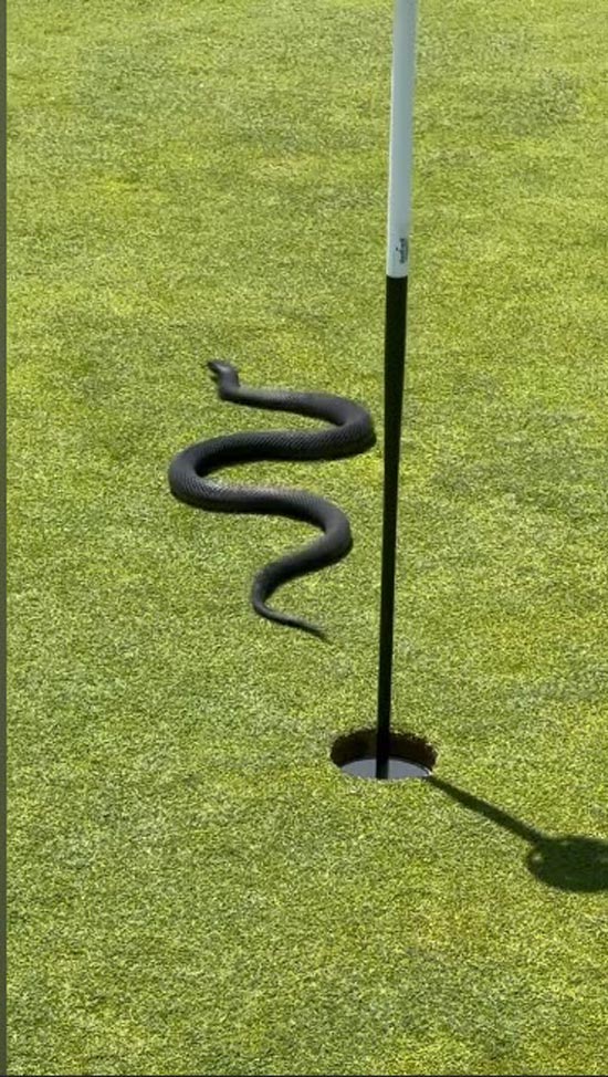 งูในกลุมกอล์ฟ