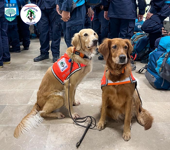 USAR Thailand สุนัข K9