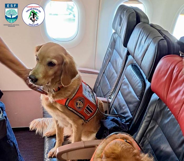 USAR Thailand สุนัข K9