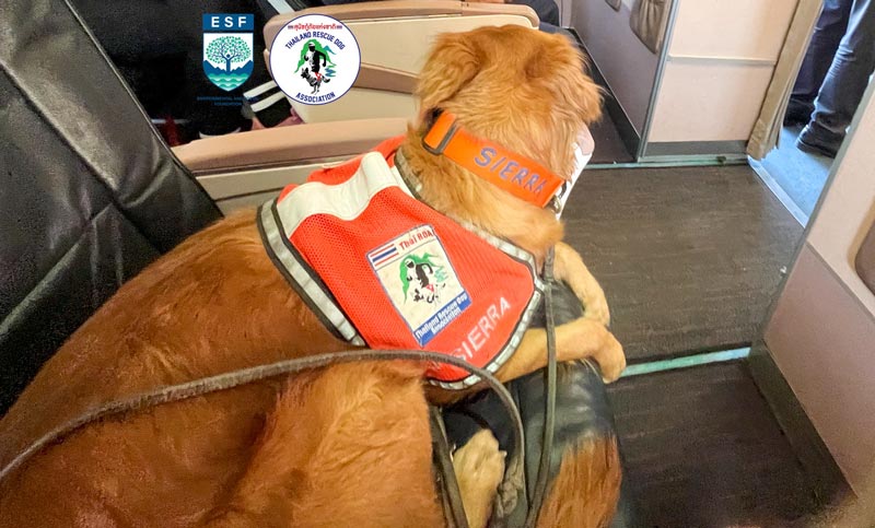 USAR Thailand สุนัข K9