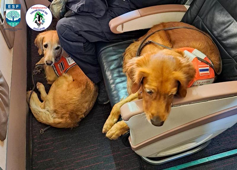 USAR Thailand สุนัข K9