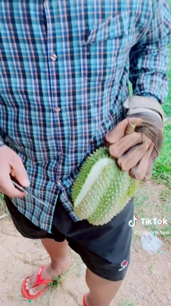 ทุเรียนไม่มีเนื้อ