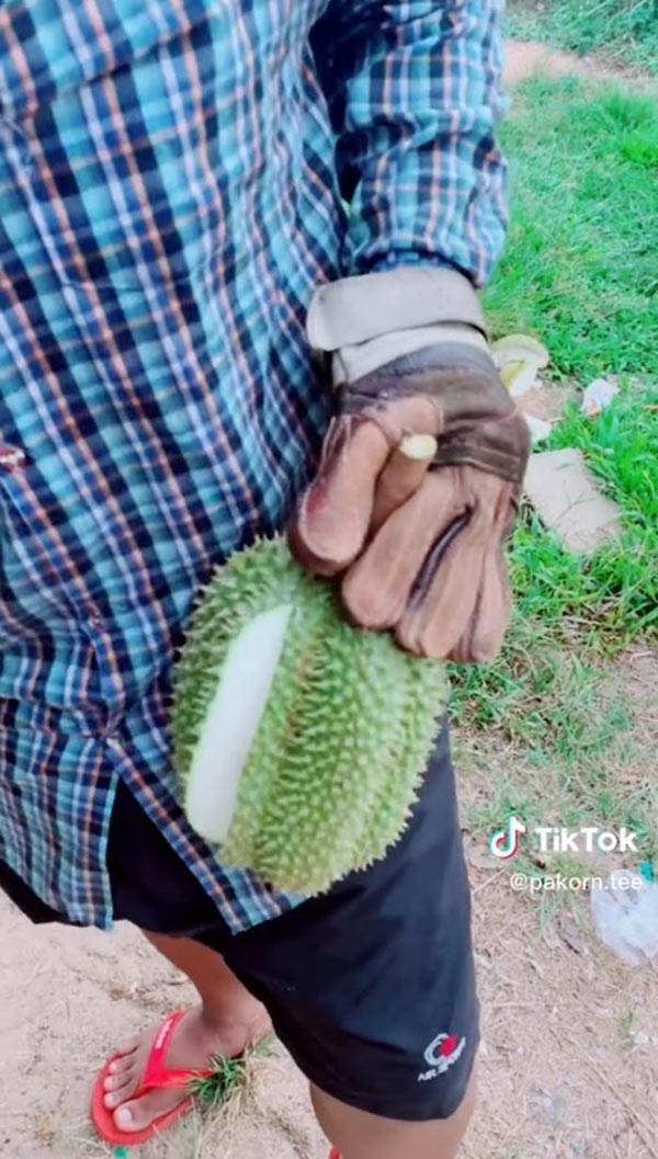 ทุเรียนไม่มีเนื้อ