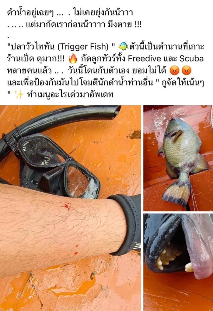 ครูสอนดำน้ำฆ่าปลา