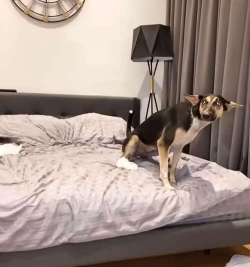 เป๊บซี่ หมาเซเลบ