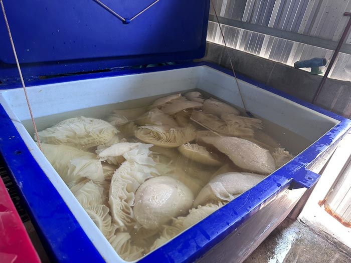 เนื้อหมูกระทะ แช่ฟอร์มาลิน