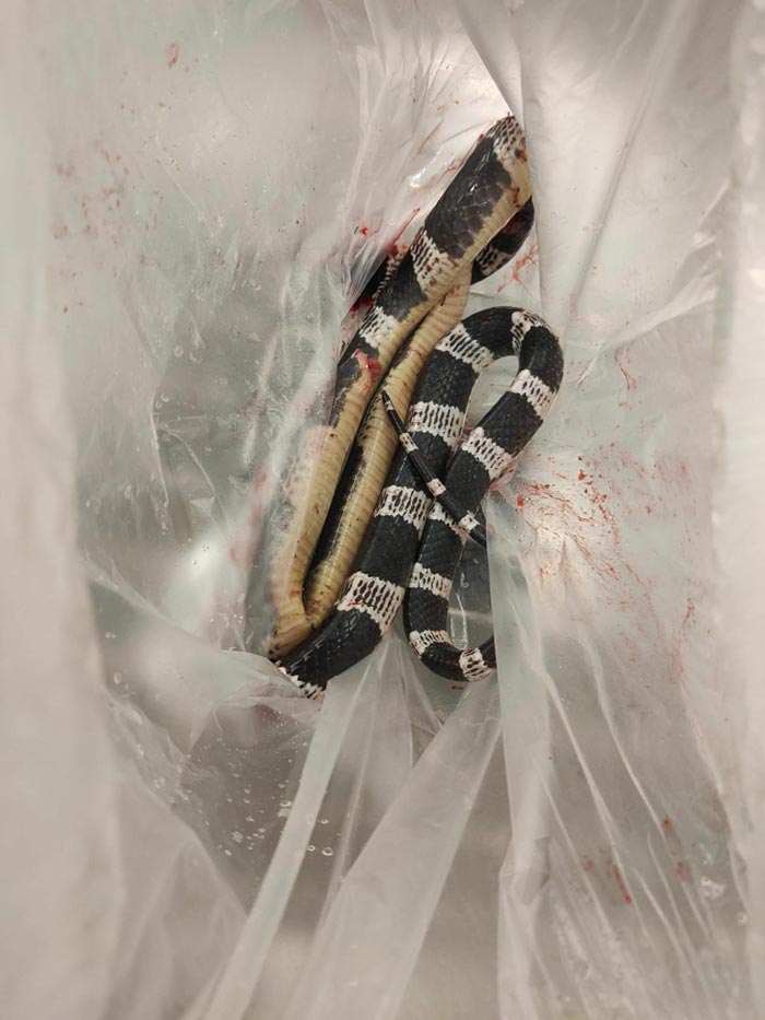 งูทับสมิงคลา