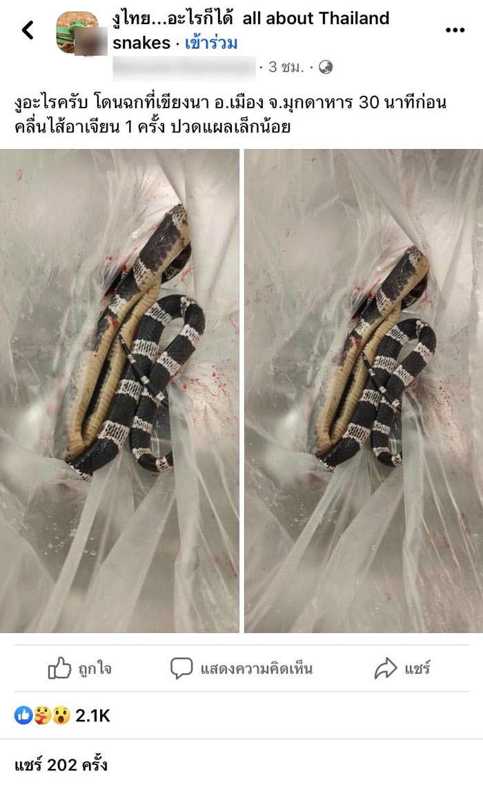 งูทับสมิงคลา