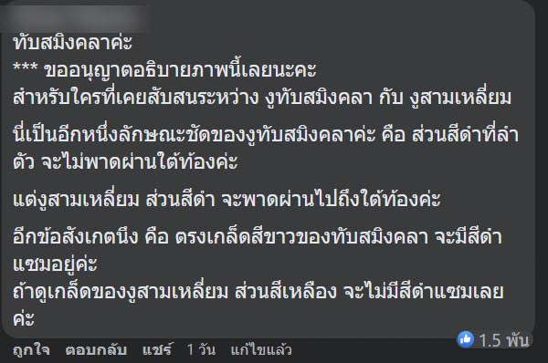 งูทับสมิงคลา