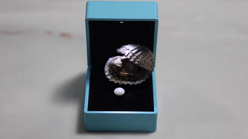 ไข่มุกในหอยแครง