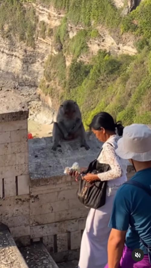 ลิงขโมยของ