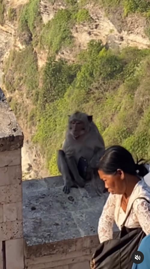 ลิงขโมยของ