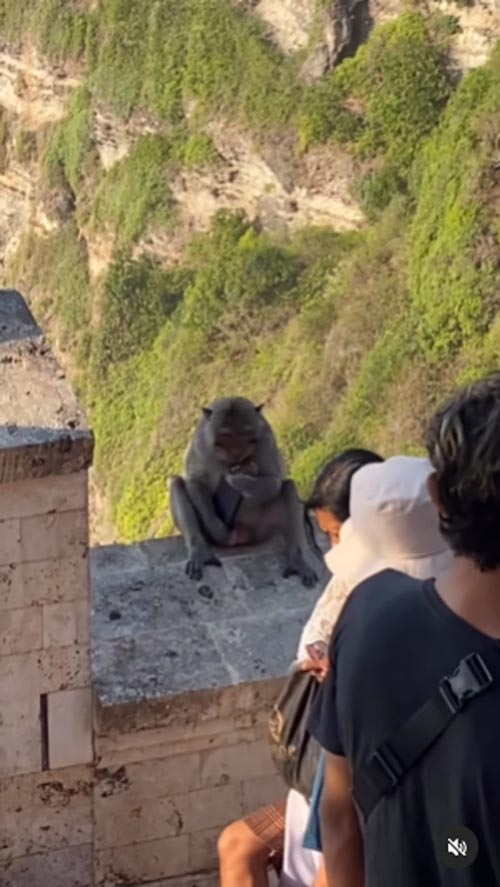 ลิงขโมยของ