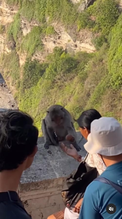 ลิงขโมยของ