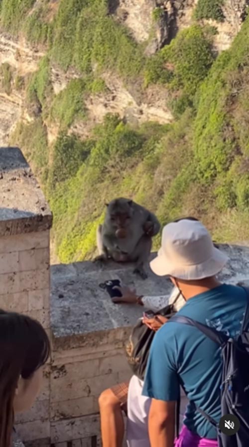 ลิงขโมยของ